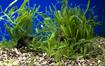 Caulerpa taxifolia